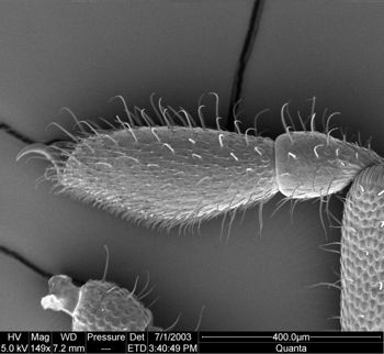 Media type: image;   Invertebrate Zoology 134640